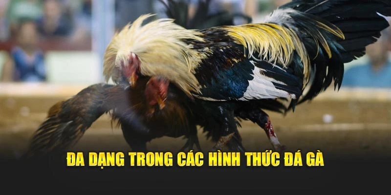 Đa dạng trong các hình thức đá gà