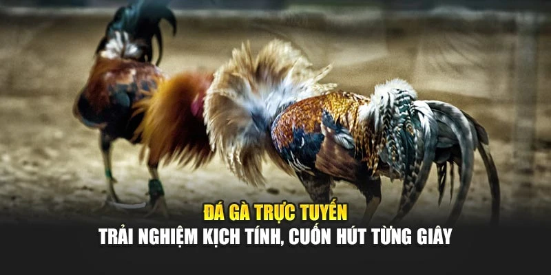 đá gà trực tuyến