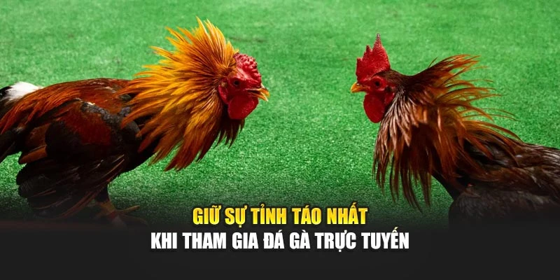 Giữ sự tỉnh táo nhất khi tham gia đá gà trực tuyến