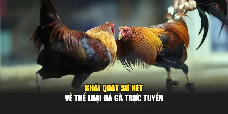 Khái quát sơ nét về thể liaị đá gà trực tuyến